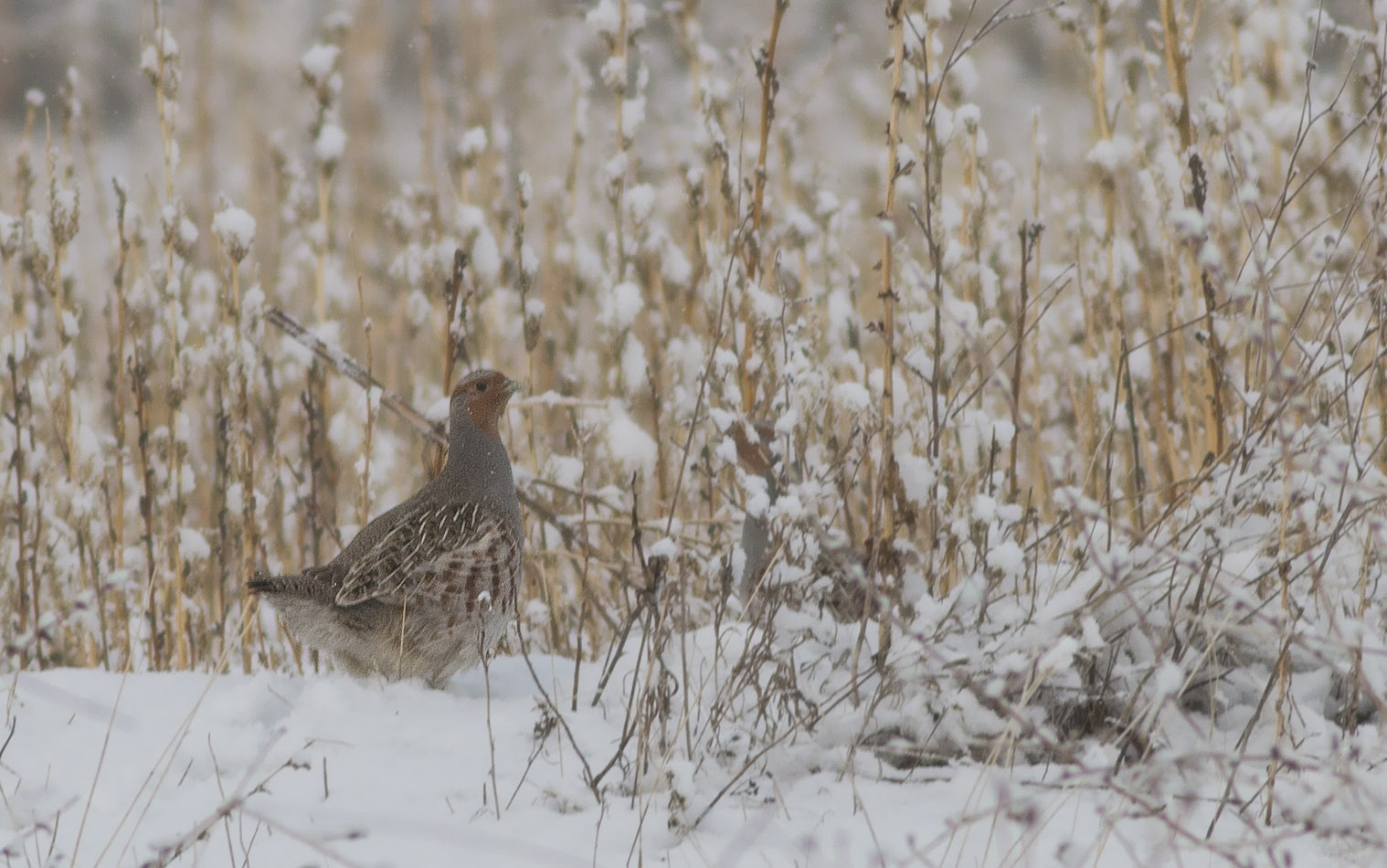 Gray Partridge